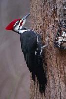 Pileated Woodpecker